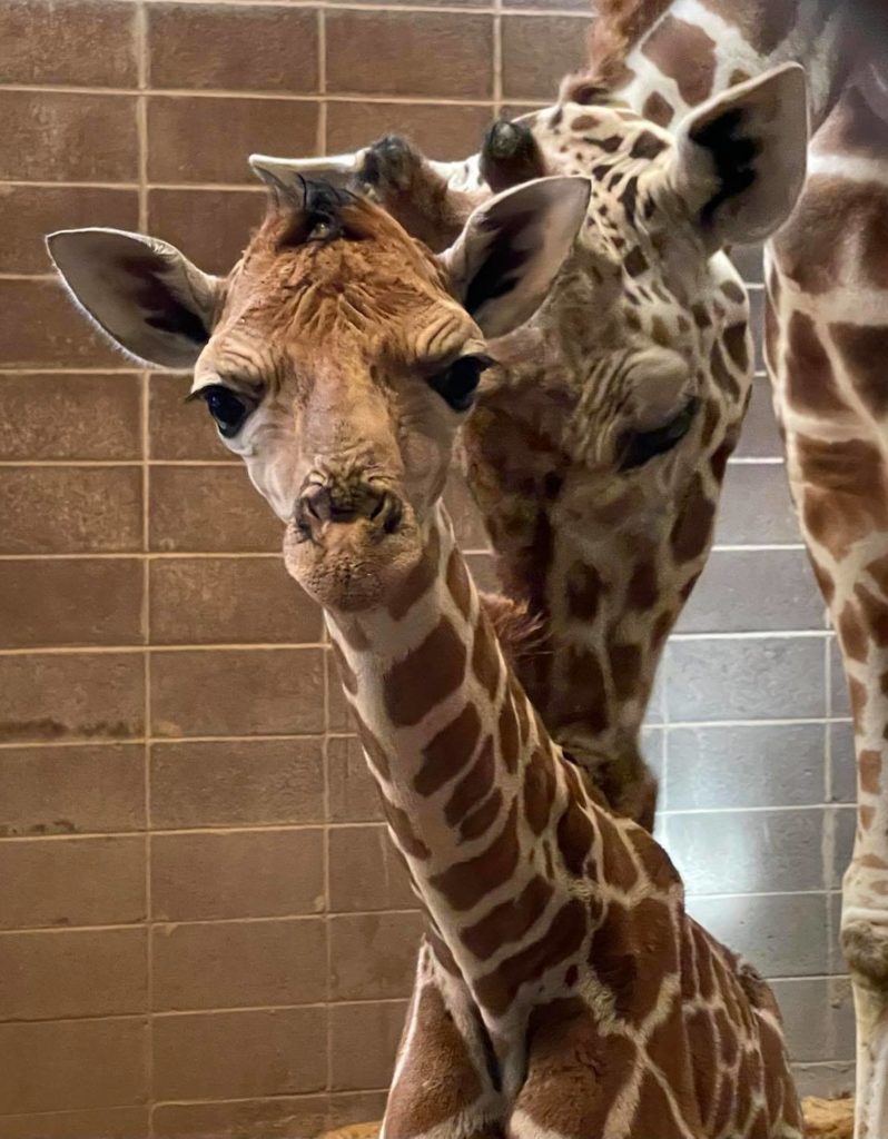 baby giraffe okc zoo