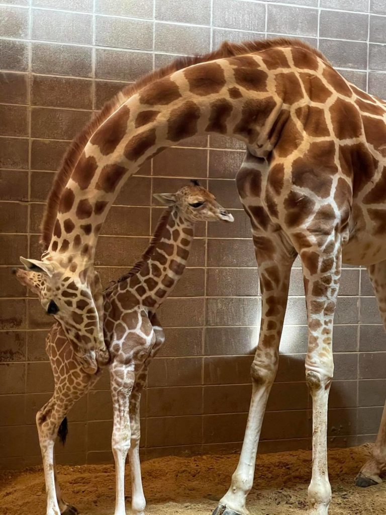 baby giraffe okc zoo