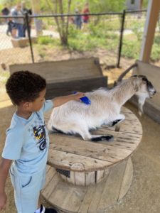 A little boy combing a goat at the OKC Zoo petting zoo.