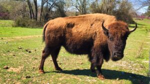  A family adventure to Chickasaw National Recreation Area